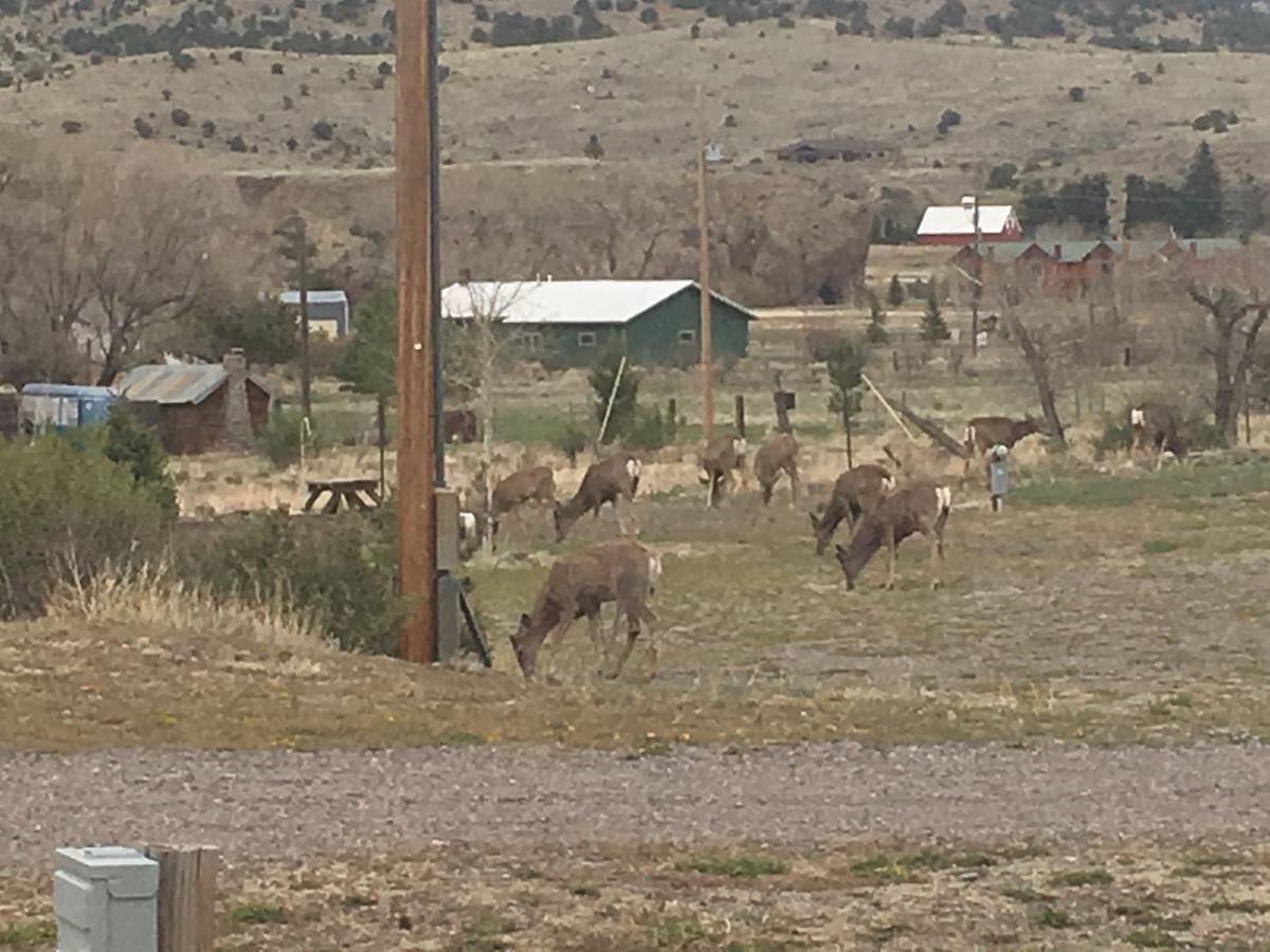 South Fork Lodge & Rv Park Colorado Exteriör bild